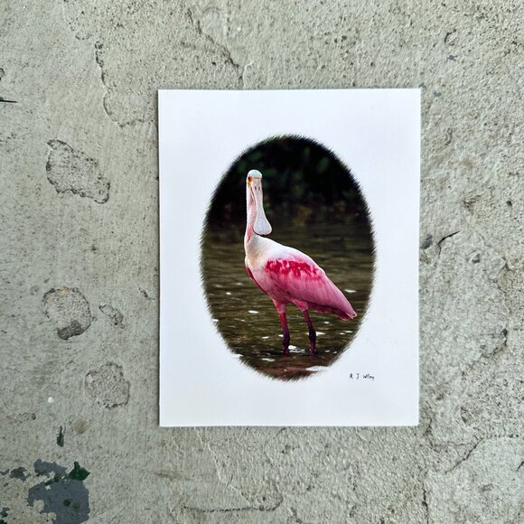 Roseate Spoonbill Bird Notecard by RJ Wiley - Picture 8 of 12